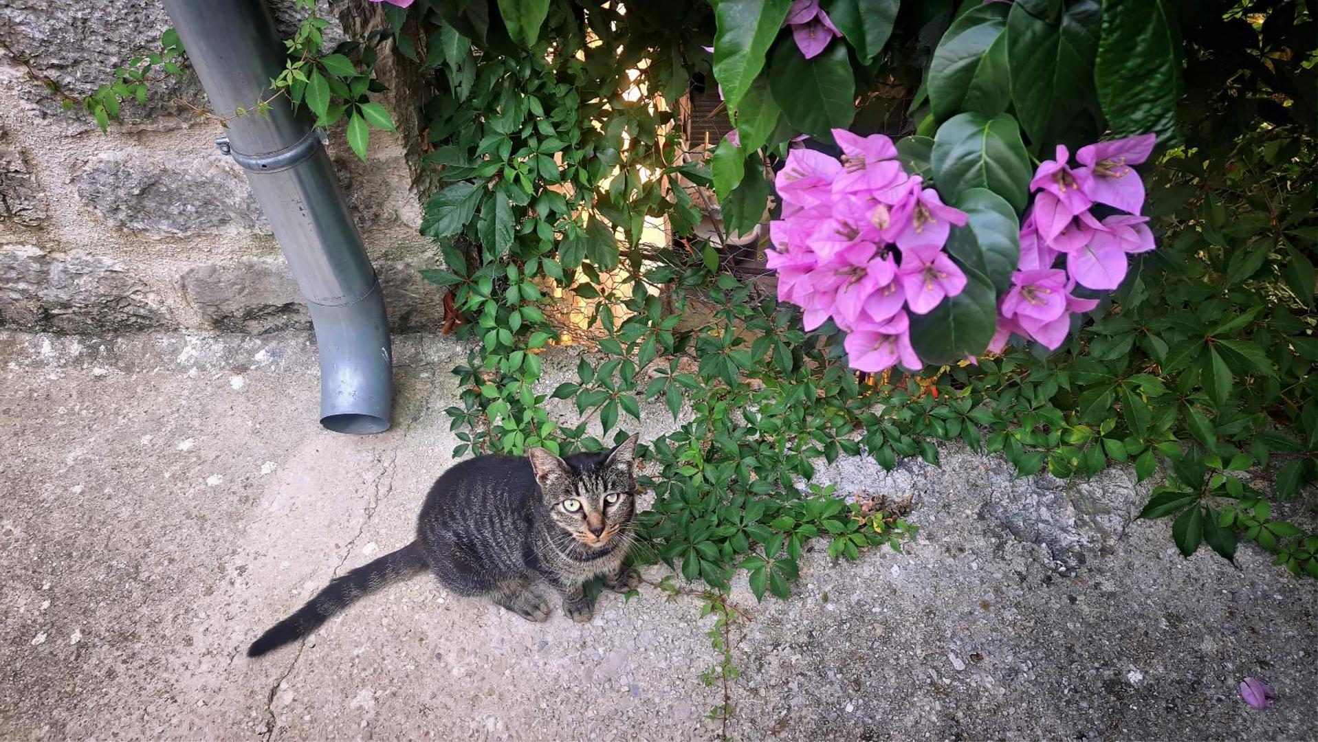 Foto 4: Oleander
