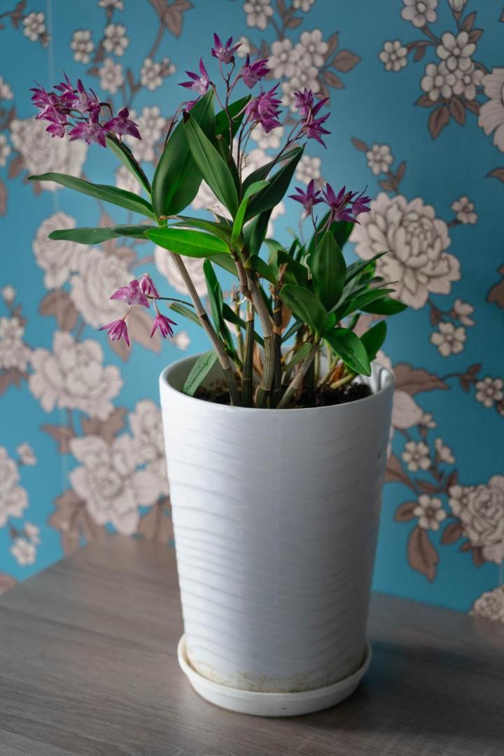 竹の荘 photo 6