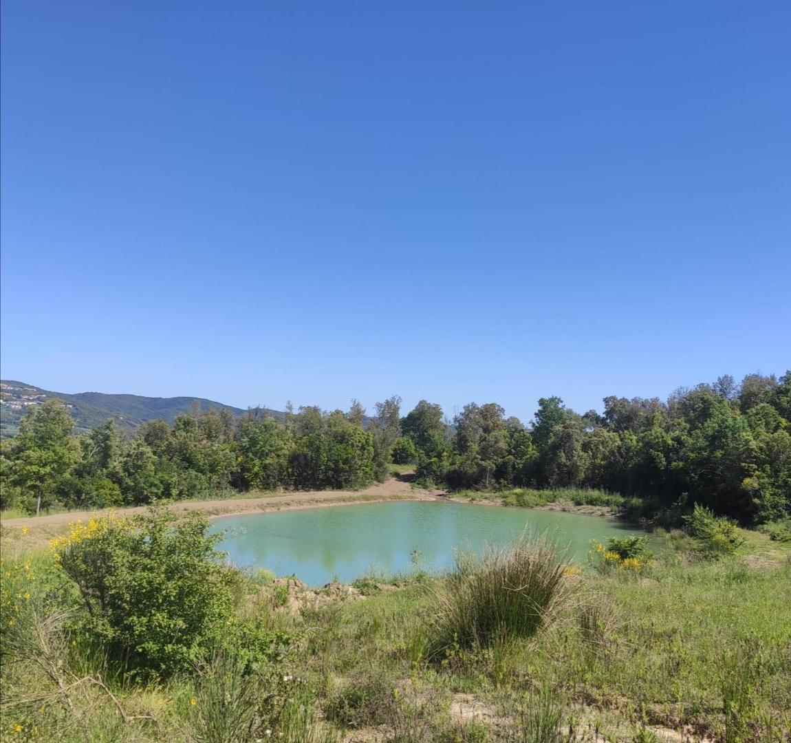 Foto 10: Rustico in un parco di lecci