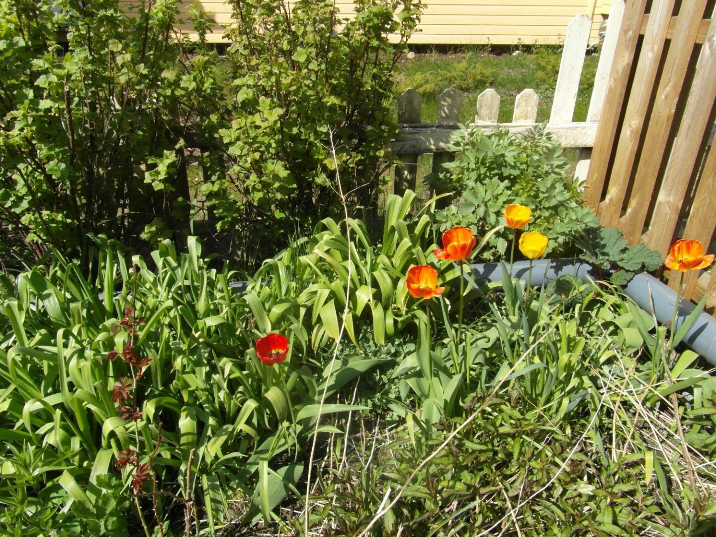 Billede 6: Sun & Steam Home in Hanko