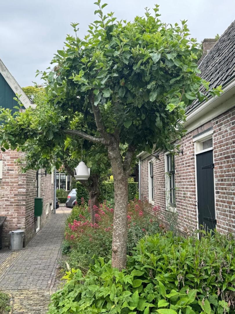Billede 5: Loft - Stadsplekje
