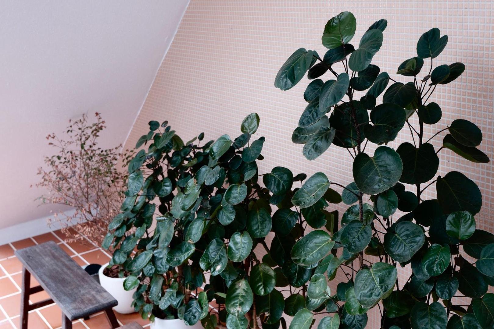 Billede 4: 洋Casa