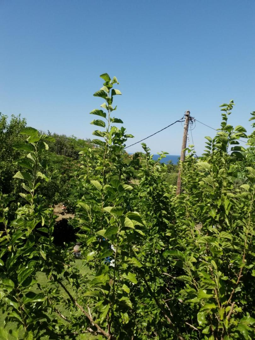 Kuva 6: Athanasios Stafylas