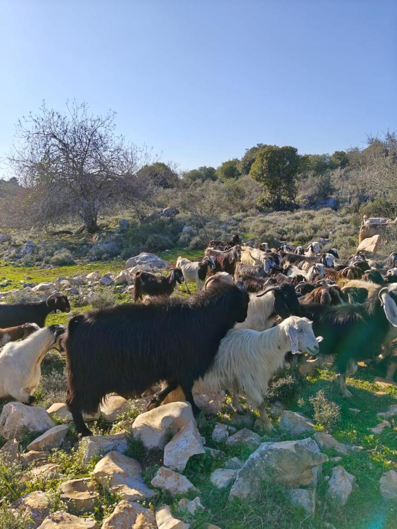 Foto 9: צימס - דירת אירוח בגליל עם מרפסת