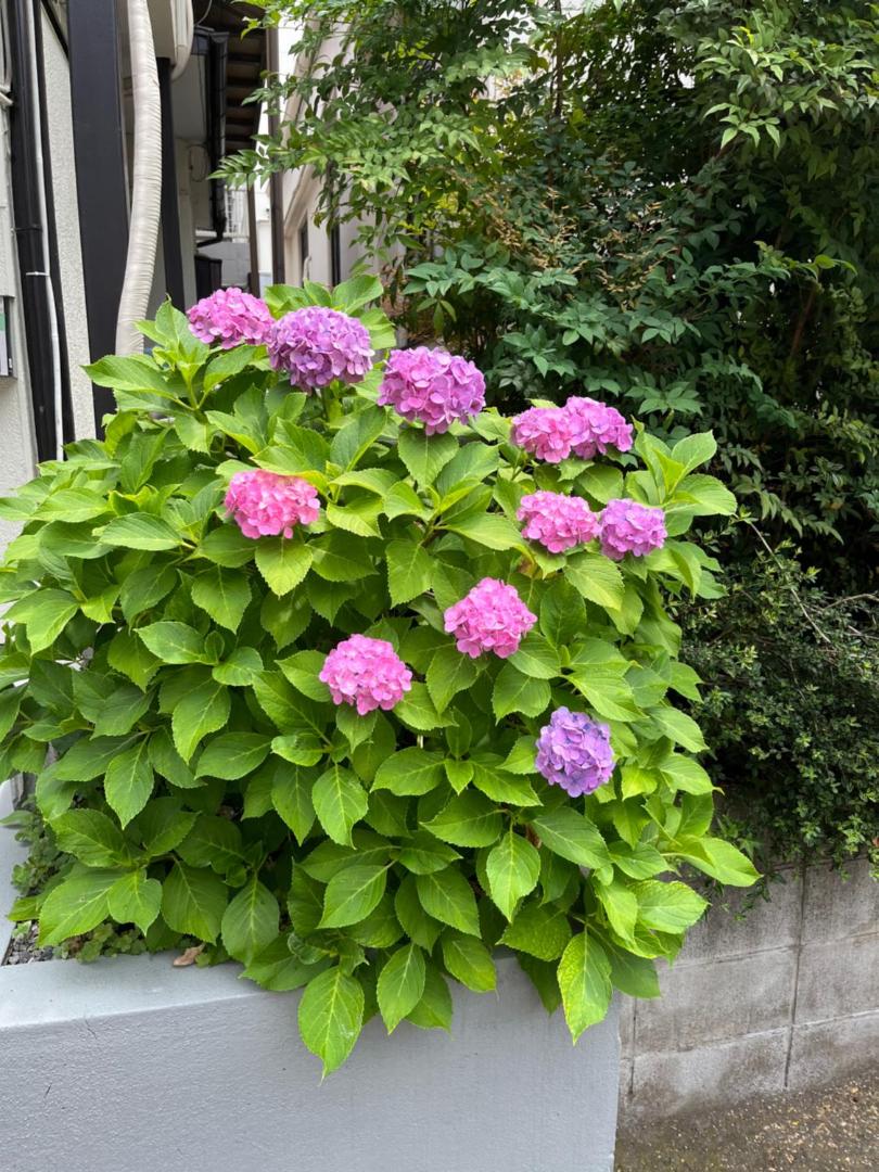 Bilde 6: 西池袋之家