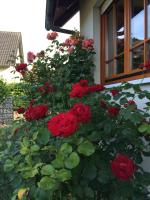 Appartamento con Vista Giardino