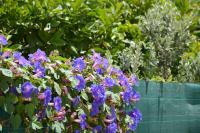 Guest House Al Giardino dei Limoni - Chambres d’hôtes Favignana