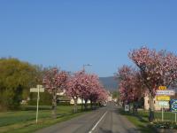 Gîte Le Hissala - B&B Eguisheim