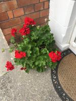 Belfast Holiday Home - B&B