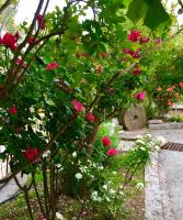 Apartmani Perić - B&B Antivari