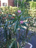 B&B Villa Sophie - B&B Assisi