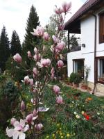 Casa Serban - Bed and Breakfast Durău