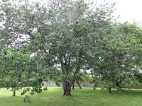 Le Manoir de Placy - Chambres d'Hôtes - B&B Clécy