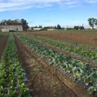 La Ferme Du Midi - B&B Piolenc