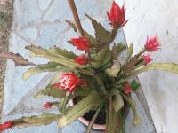 Apartment with Garden View