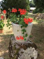 Agriturismo Il Morello - B&B