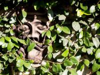 sopra al FORTE - Bed and Breakfast Querceta