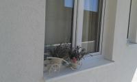 Apartmani Jelena - Bed and Breakfast Podgora