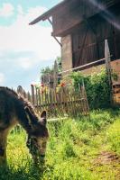 Wiesenhof - Bed and Breakfast Collalbo