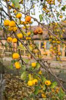 Paddock Cottage - B&B Newport