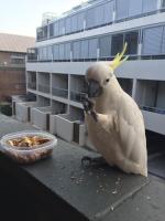 Top Mosman Location - B&B