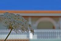 Pine tree Apartment & sunset by "elite" - Ferienwohnung Koilioménos