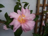 La Vie Au Roze - B&B