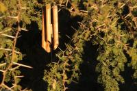 Alma Tierra - B&B Merlo