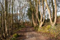 Pheasants Nye - B&B Higher Burwardsley