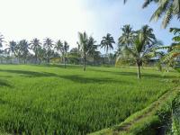 Tereng Wilis bungalows - B&B Tetebatu