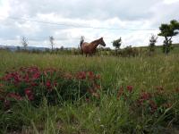 La Collina dei Cavalieri - B&B Belvedere Ostrense