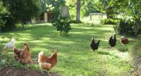 Birdsong Bellingen Farm - Bed and Breakfast