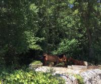 I MaTrulli - B&B Cisternino