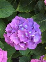 Le Ghiaie Relax - Bed and Breakfast