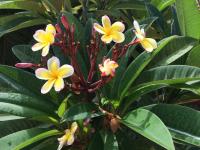 villabellevue - Bed and Breakfast Saint-Pierre