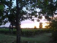 Au Vélo dans l'Arbre - Bed and Breakfast Saint-Sulpice-de-Faleyrens