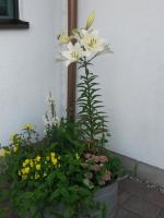 Appartement avec Balcon