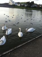 Campbell Apartment - Ferienwohnung Cardiff