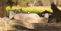 SilverSprings Spa Retreat Pet Friendly Cottages and Glampings - B&B