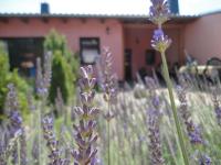 Ferienhaus Krüger - B&B Templin