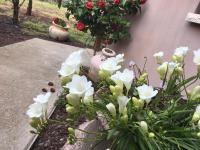 Michal's Suites - Chambres d’hôtes Sha‘al