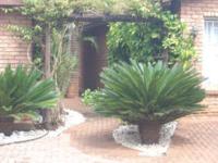 Cycas Guest House - B&B