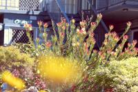 The Sands Holiday Apartments - B&B Merimbula