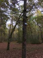Gite cosy proche Fontainebleau et foret - Bed and Breakfast