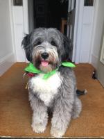 The Olive Branch - B&B St Ives