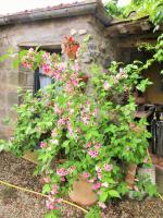 Iorio's Country House - Bed and Breakfast Montefiascone