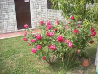 Agriturismo Le Rose - Bed and Breakfast Castiglione del Lago