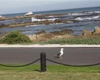 Kormorant - B&B Gansbaai