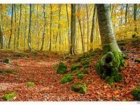 Ca la Xesca - B&B Olot