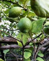 Villa Inn Costa - B&B Tramonti